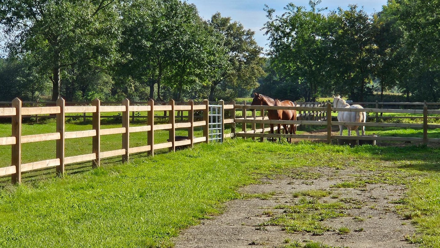 Horses inside a pine post and rail paddock with mesh gate