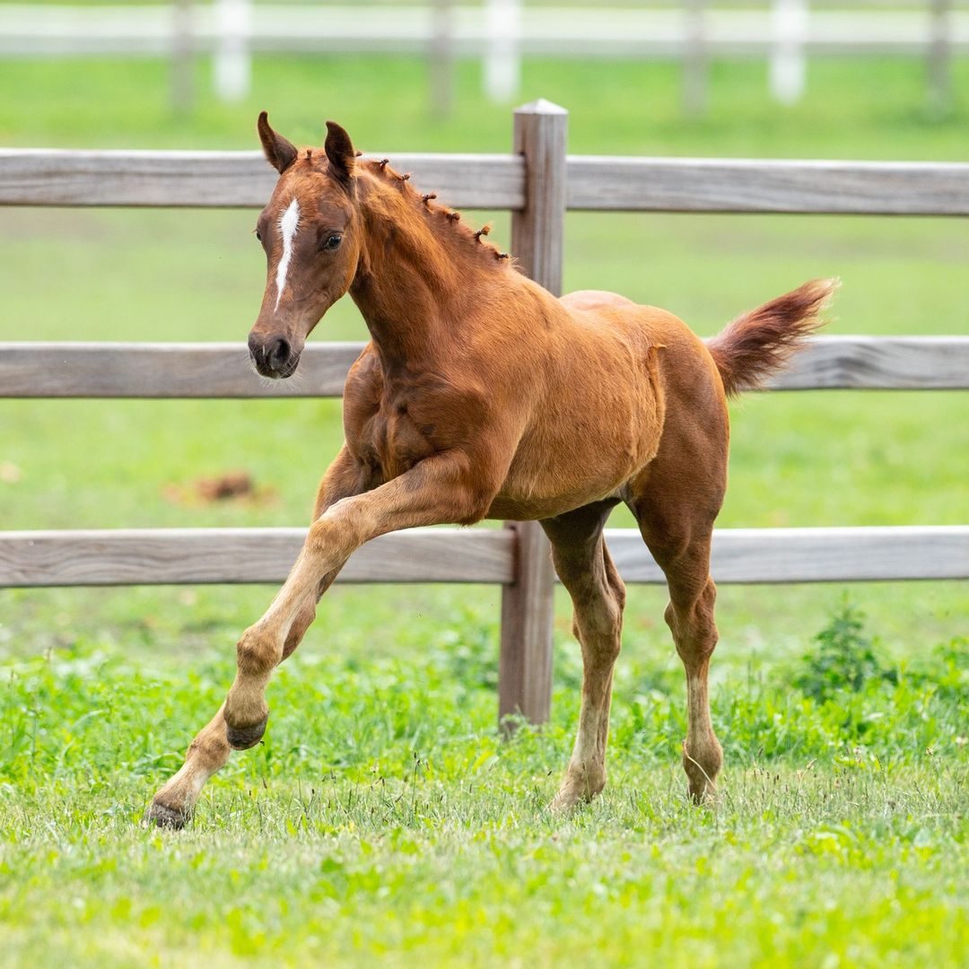 Foal cantering beside a post and rail fence