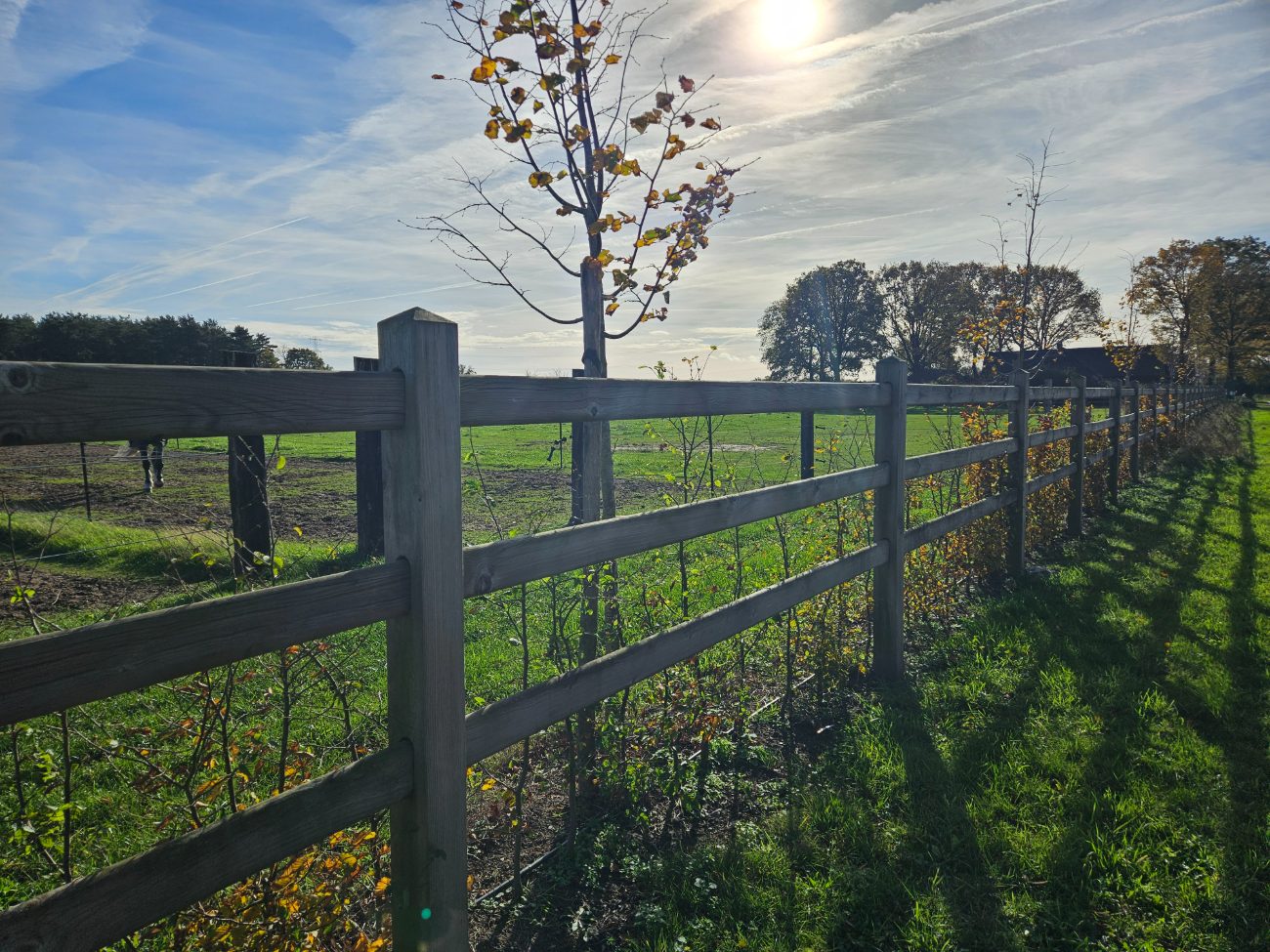 Fence line catching low autumn sun